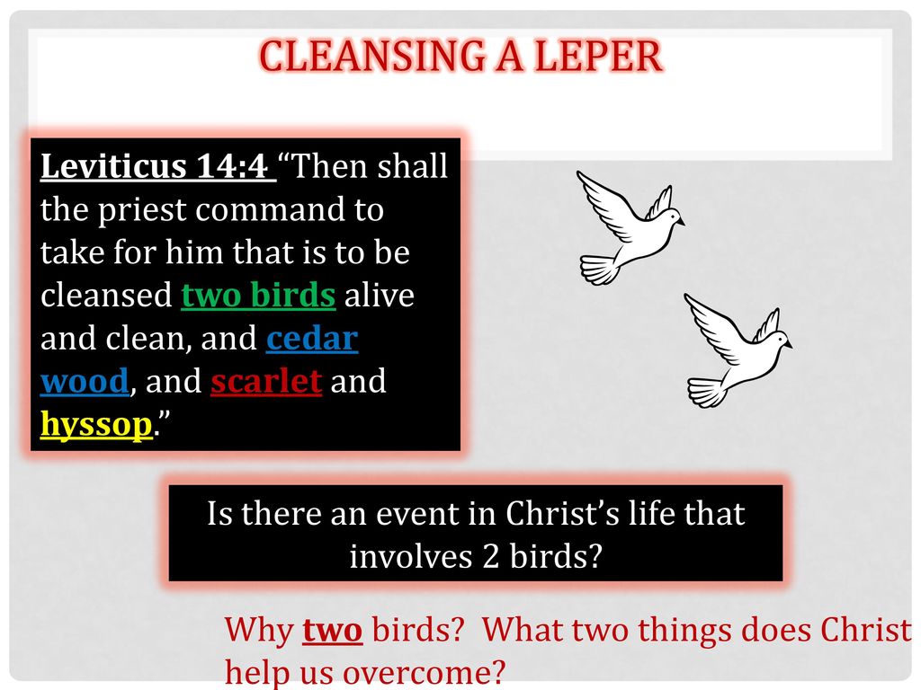 Hebrews 17 Priesthood of God. ppt download