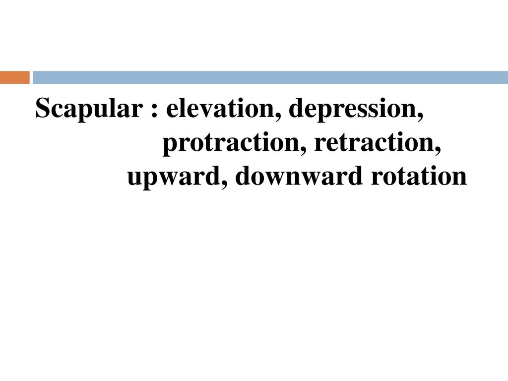 Scapular : elevation, depression,