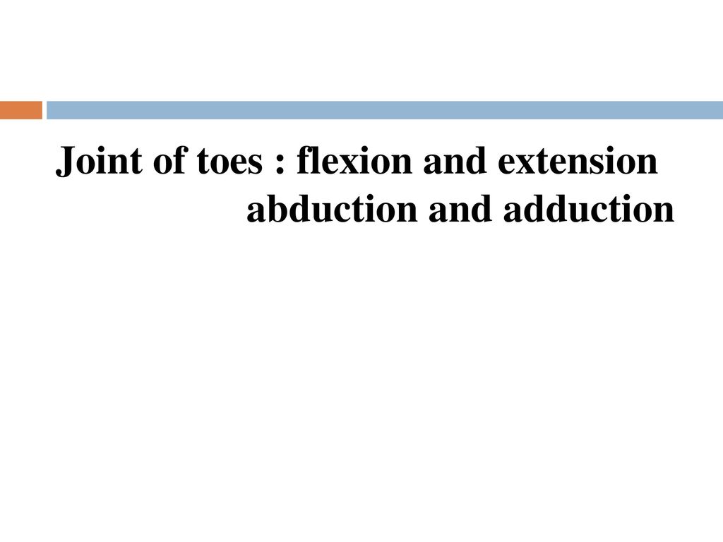 Joint of toes : flexion and extension abduction and adduction