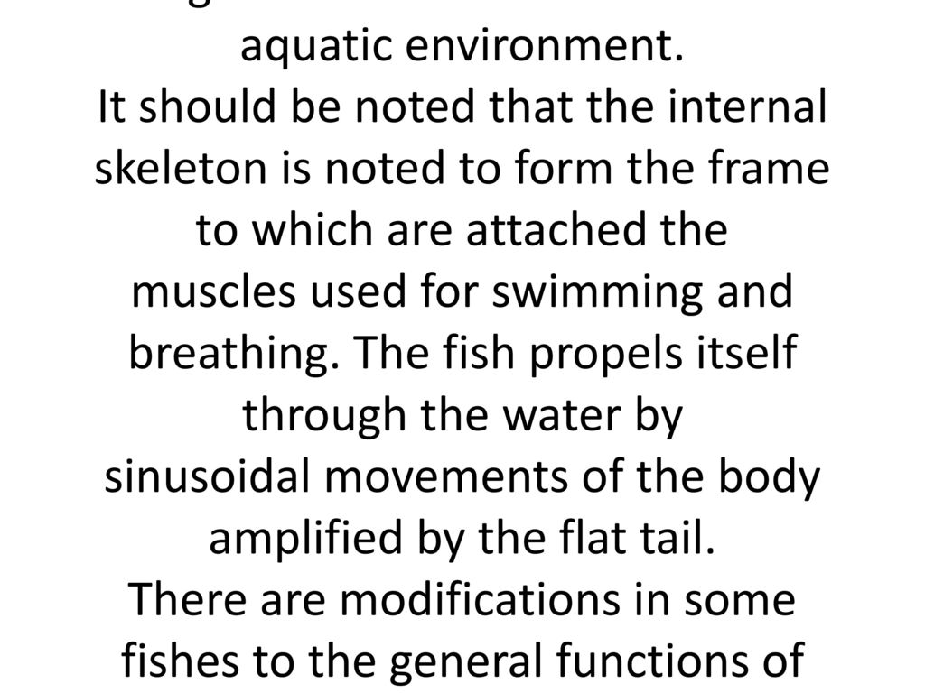 FISH APPENDAGES – FINS The fish external appendages are essentially the