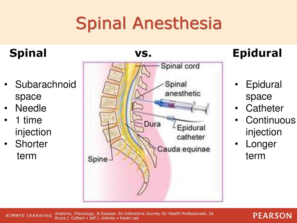 Spinal Cord And Spinal Nerves Ppt Download