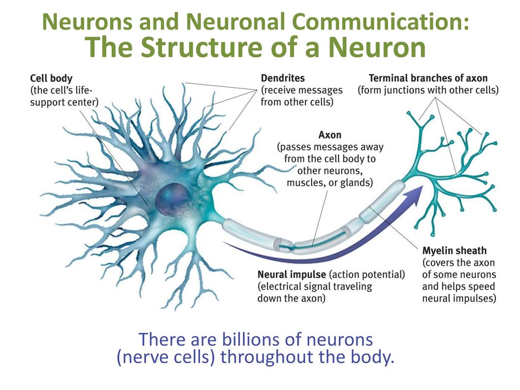 wallpapers How Signals Travel Through Neurons neurons and neuronal communication the