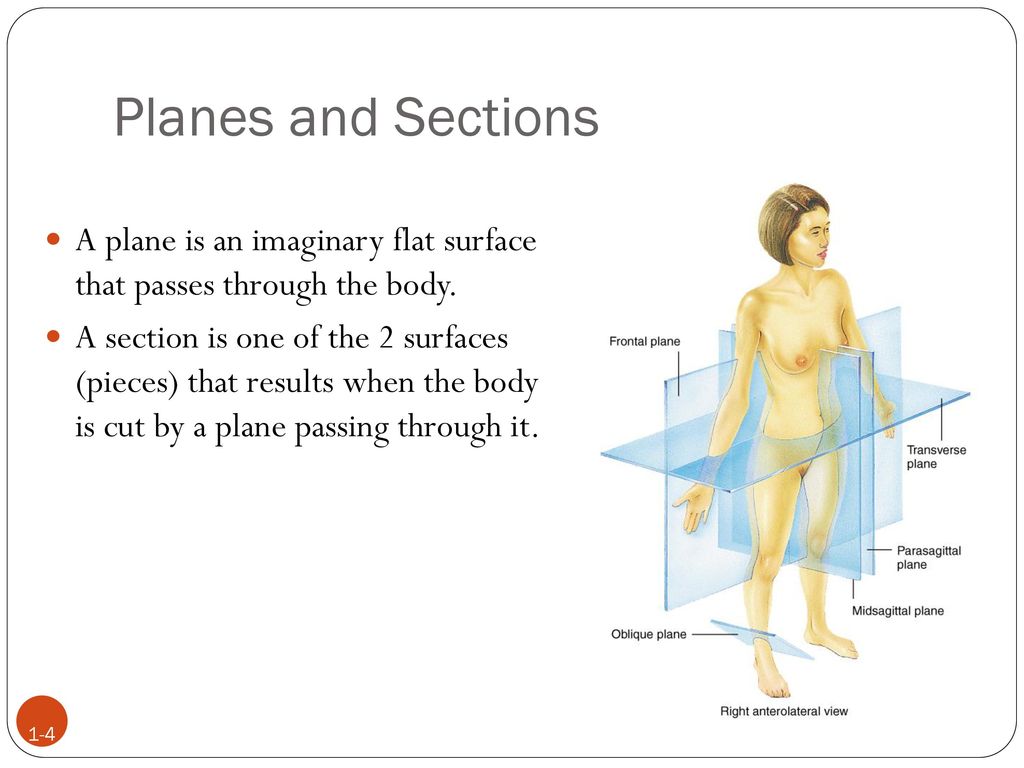 Planes and Sections A plane is an imaginary flat surface that passes through the body.