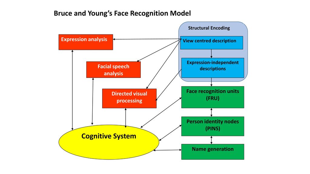 Bruce and Young’s Face Recognition Model