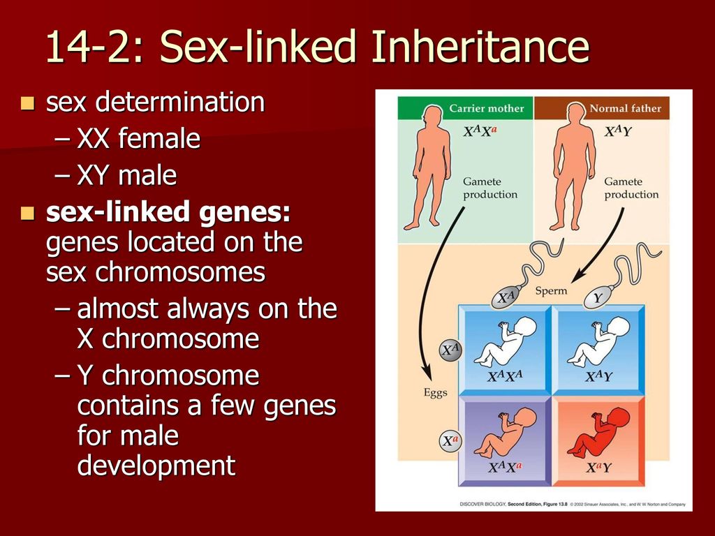 14-2: Sex-linked Inheritance