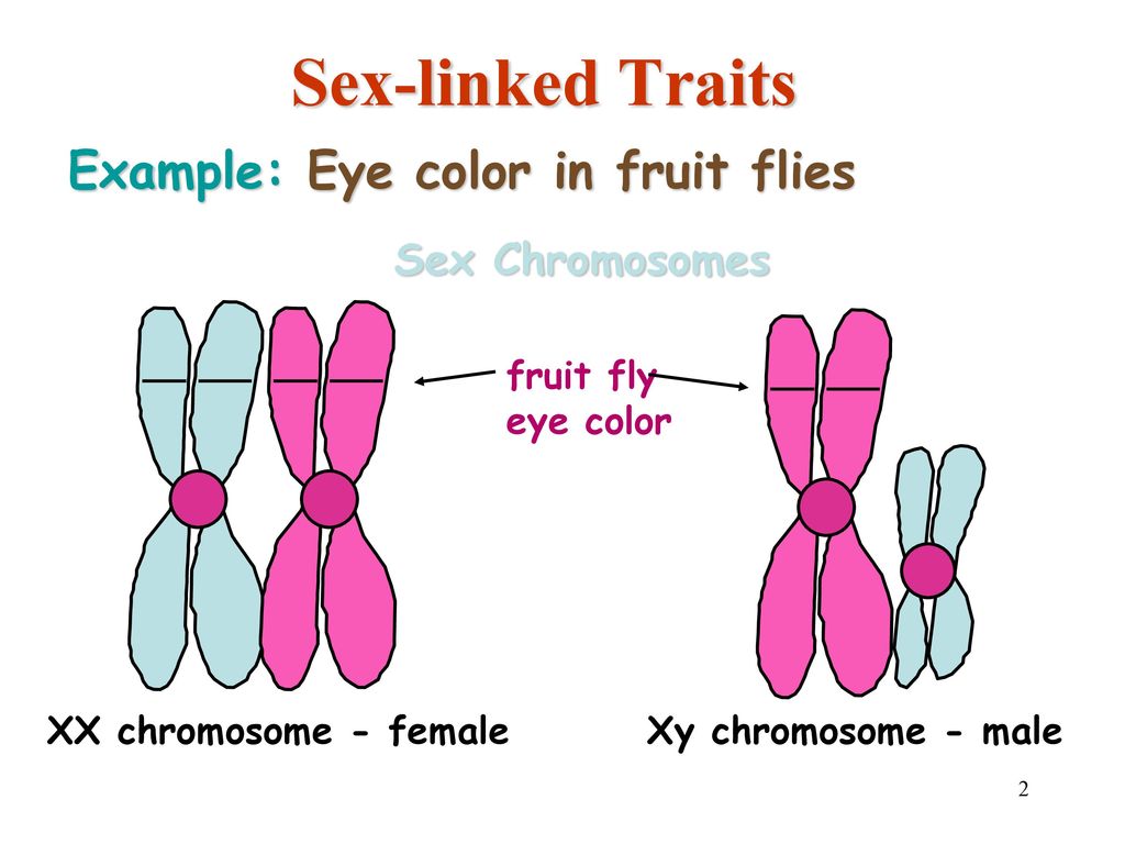 Sex-linked Traits Example: Eye color in fruit flies Sex Chromosomes.