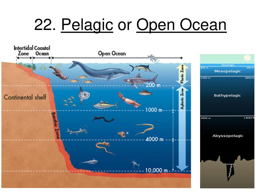 Географические зоны океана. Зоны океана. Слои воды в море. Распределение глубин в океане. Океанические зоны по глубине.