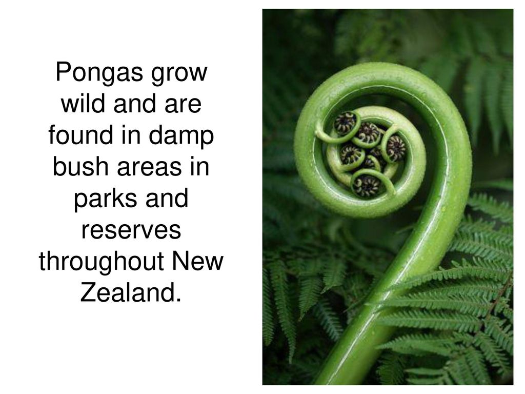 unfurling silver fern frond