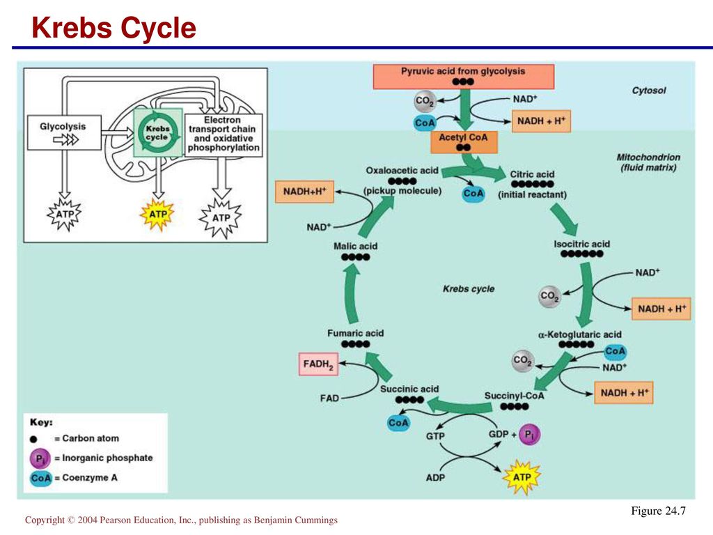 Krebs Cycle. 