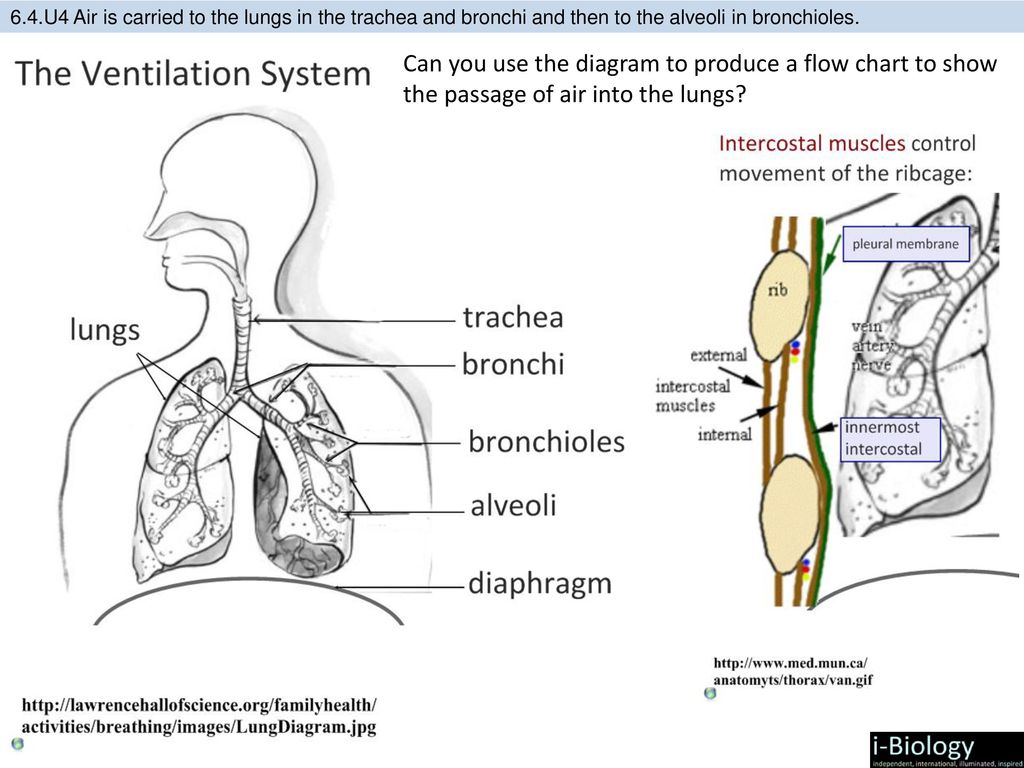 6.4.U4 Air is carried to the lungs in the trachea and bronchi and then to the alveoli in bronchioles.