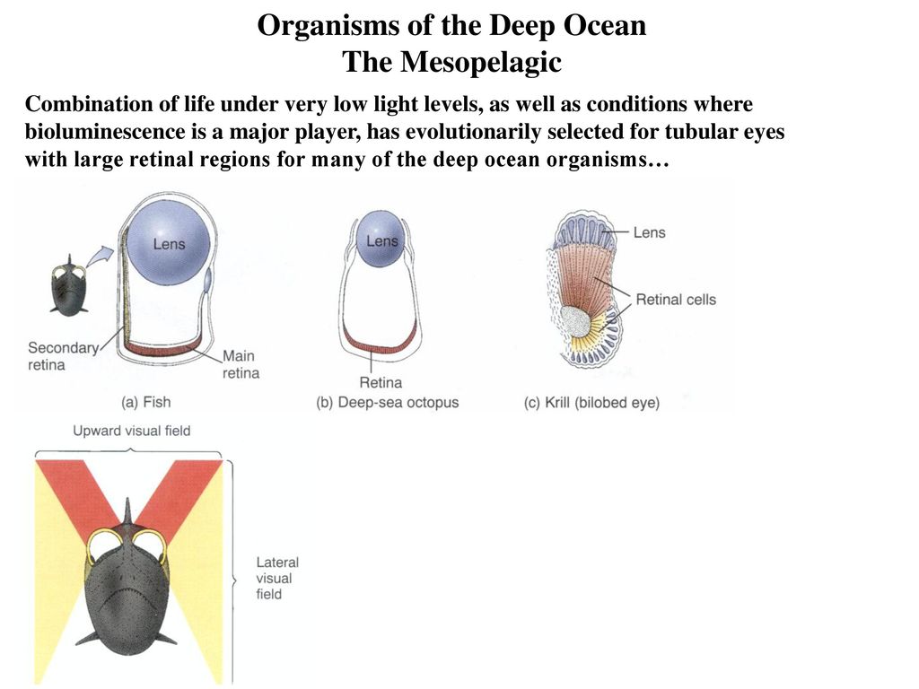 The Deep Ocean The deep oceans are divided into - ppt download