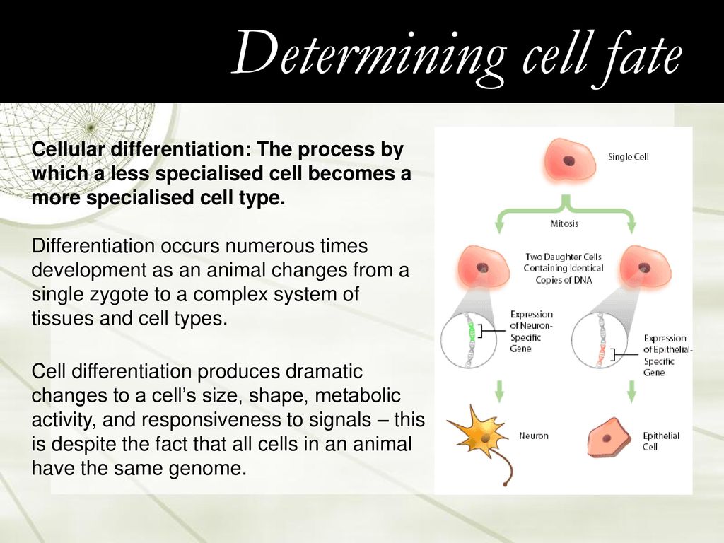 Cell Differentiation. - ppt download
