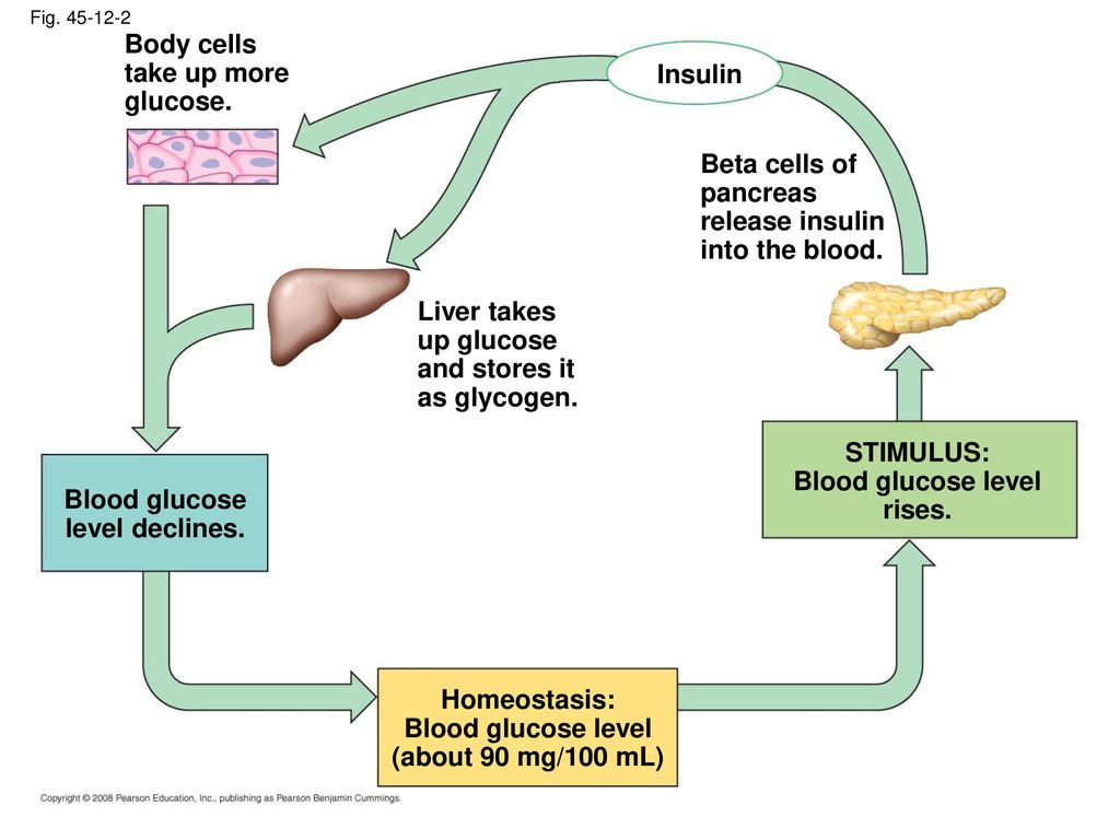 Body cells take up more glucose. Insulin Beta cells of pancreas