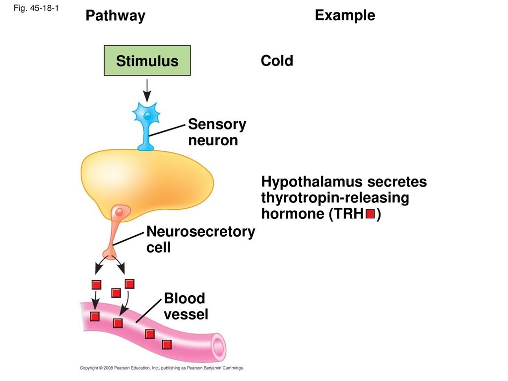 Hypothalamus secretes thyrotropin-releasing hormone (TRH )