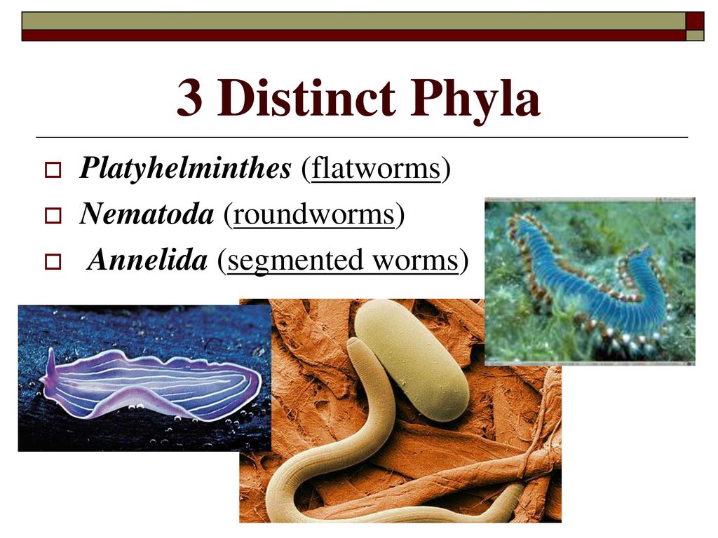 anelide platyhelminthes și nematode
