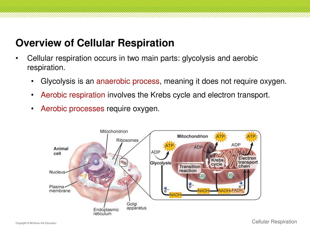 Section 3: Cellular Respiration - ppt download Section 3: Cellular Respiration - ppt download
