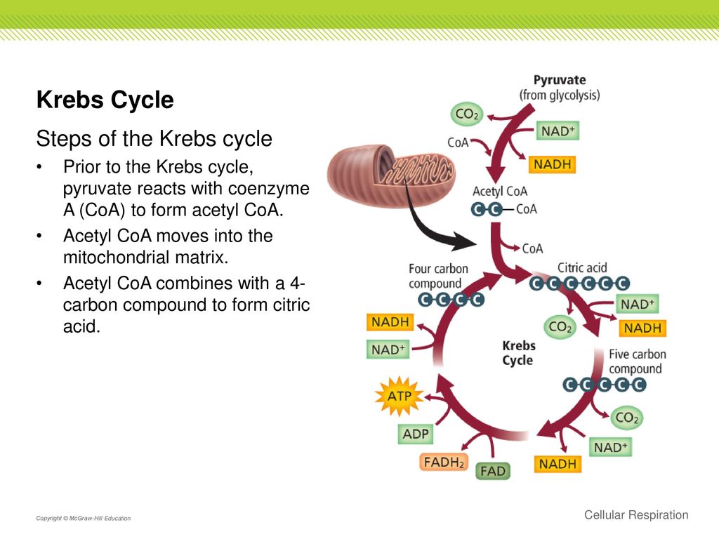 Krebs Cycle Steps of the Krebs cycle.