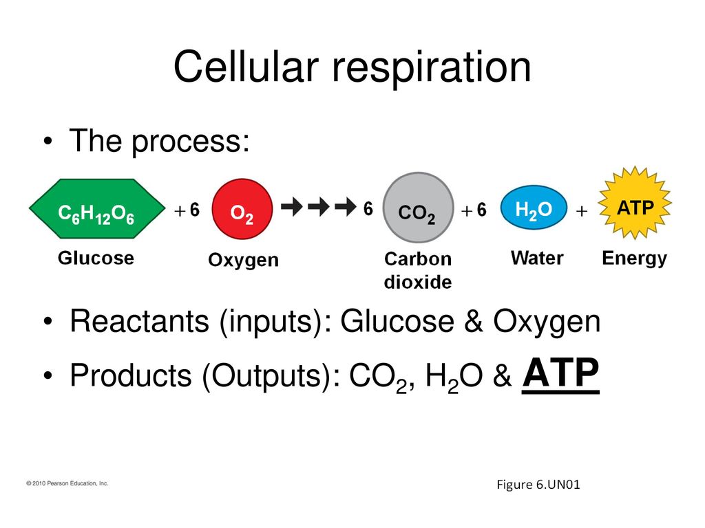 Inputs and outputs of cellular respiration