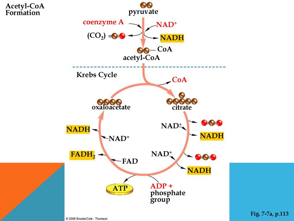 Acetyl-CoA Formation pyruvate coenzyme A NAD+ (CO2) NADH CoA