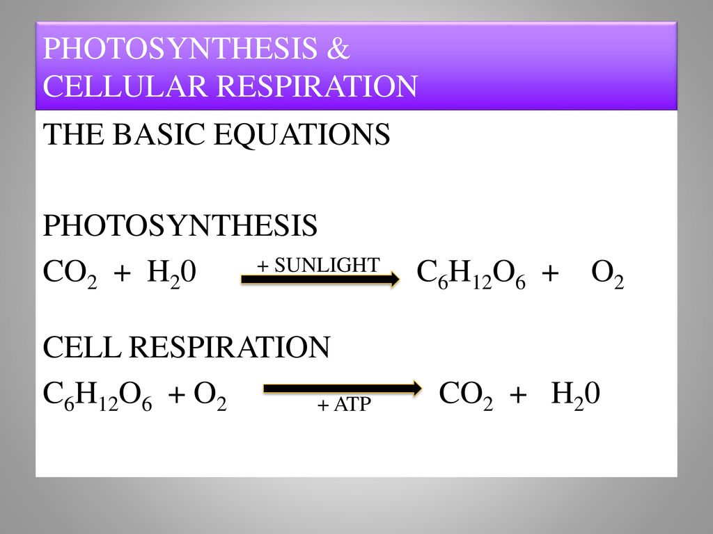 Cellular Respiration & Photosynthesis Overview - Ppt Download