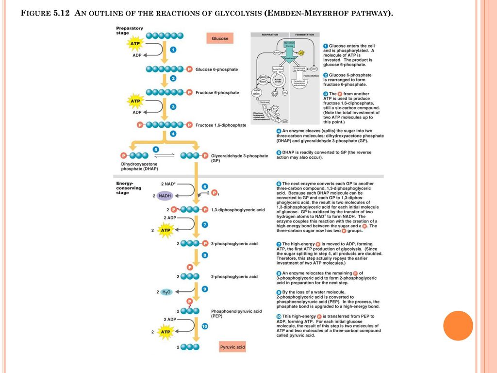 Figure 5.12 An outline of the reactions of glycolysis (Embden-Meyerhof pathway).