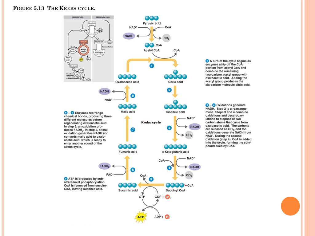 Figure 5.13 The Krebs cycle.