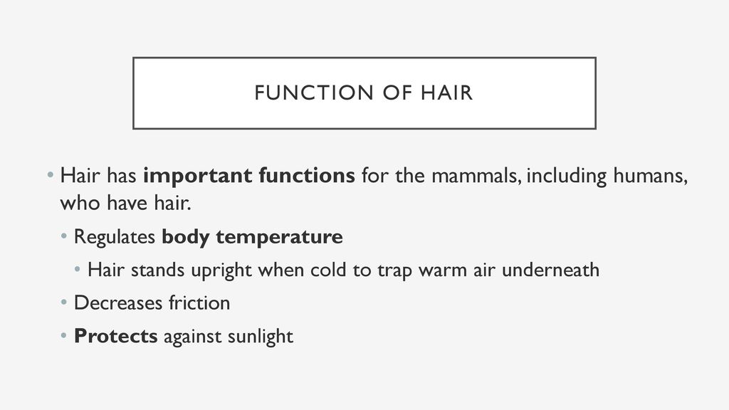 Unit 4: Hair and Fibers The Study of HaIR - ppt download