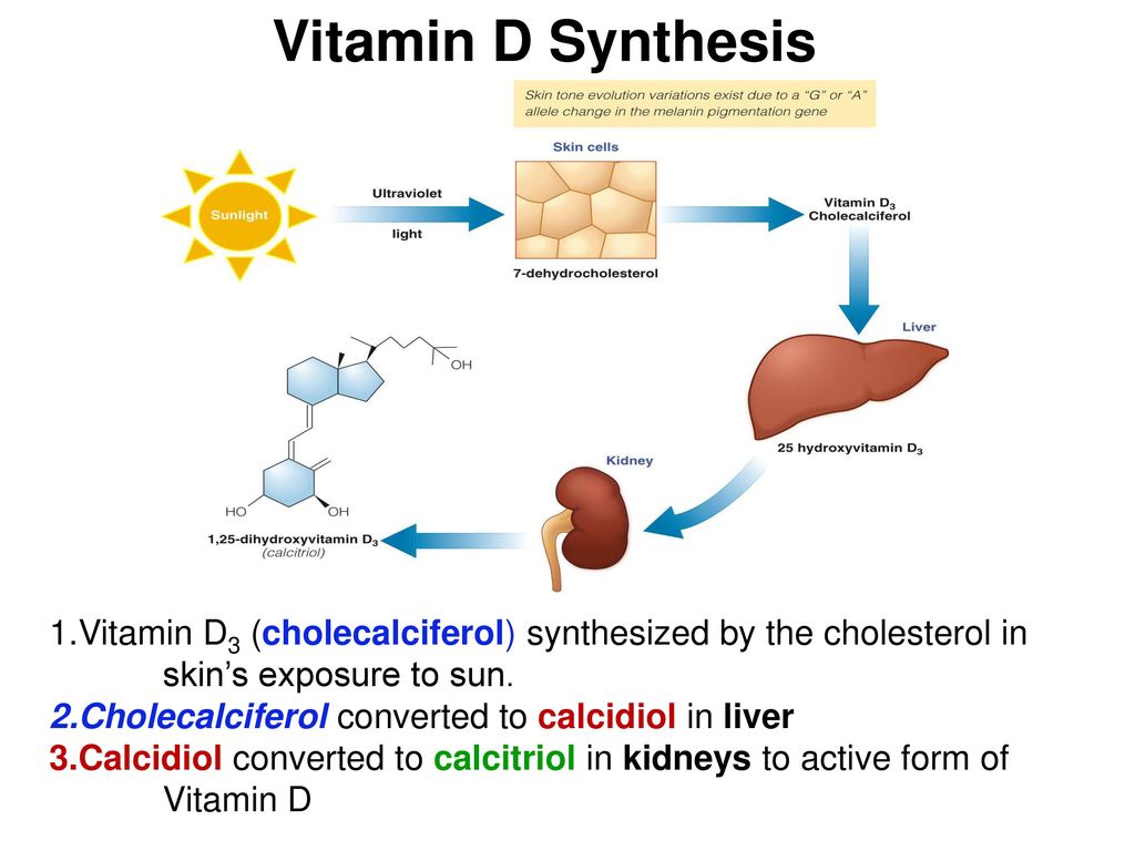 Vitamin D Synthesis From Cholesterol Vitaminwalls