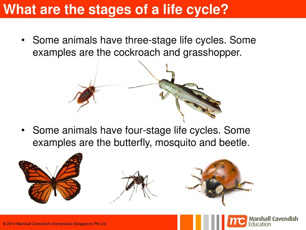 Life cycles of some animals. - ppt download