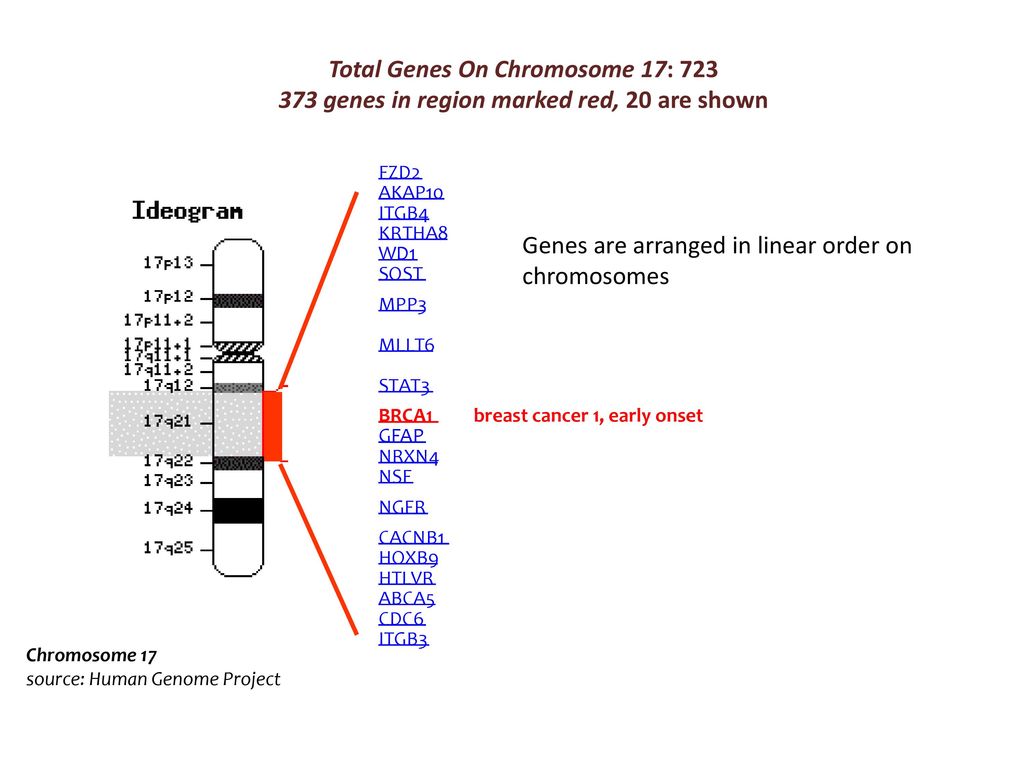Местоположение гена в хромосоме