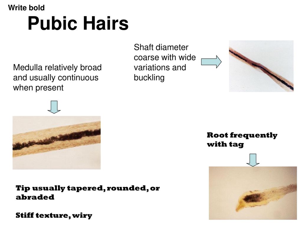 Hair and Fiber Analysis - ppt download
