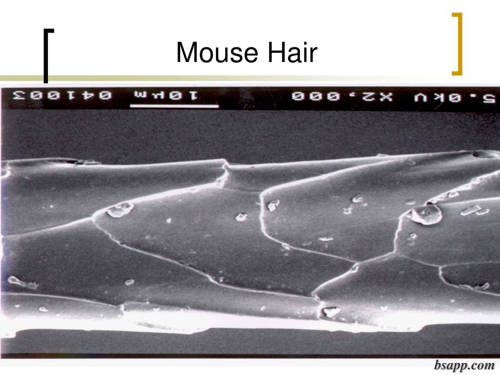 Mouse Hair bsapp.com