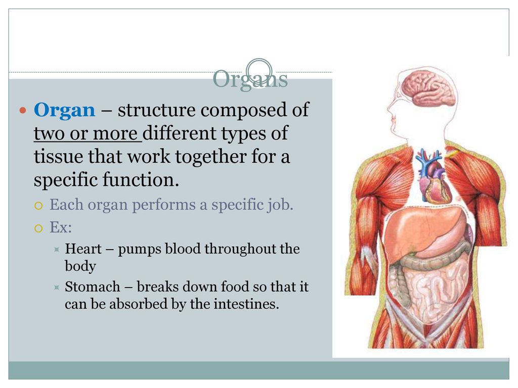 Organs Organ – structure composed of two or more different types of tissue that work together for a specific function.