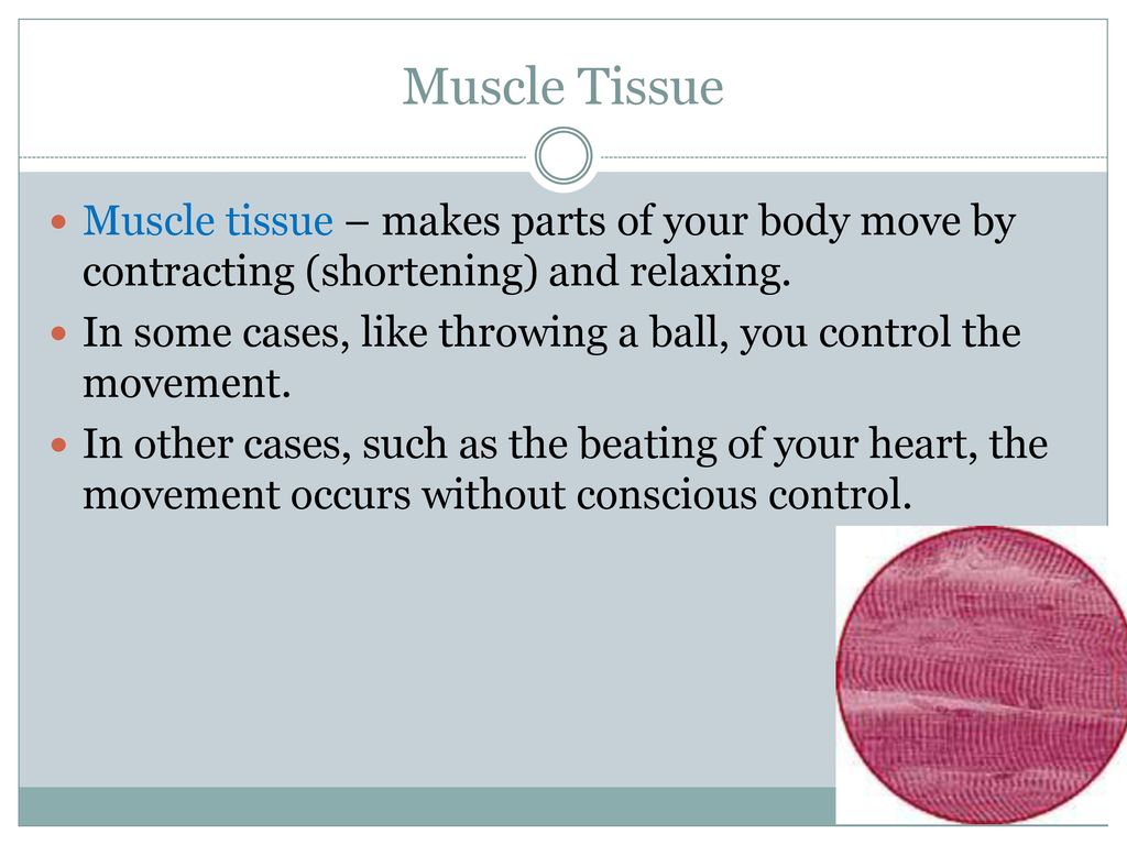 Muscle Tissue Muscle tissue – makes parts of your body move by contracting (shortening) and relaxing.