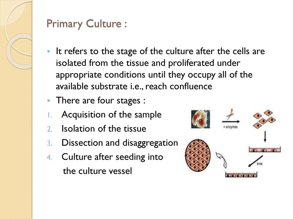 Animal Cell Culture Presentation - ppt download