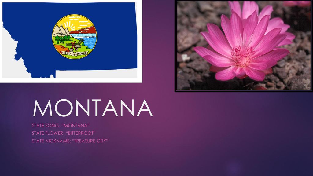 Montana State Song Montana State Flower Bitterroot Ppt Download