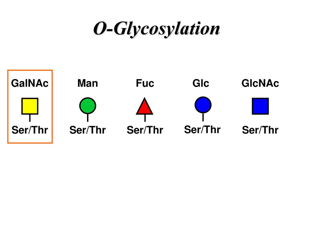 O Glycosylation Ser Thr Galnac Ser Thr Man Ser Thr Fuc Ser Thr Glc Ppt Download