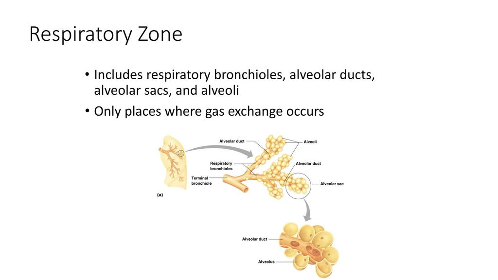 Respiratory Zone Includes respiratory bronchioles, alveolar ducts, alveolar sacs, and alveoli.