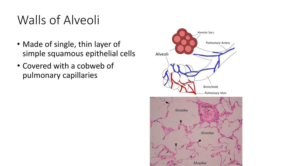 Walls of Alveoli Made of single, thin layer of simple squamous epithelial cells.