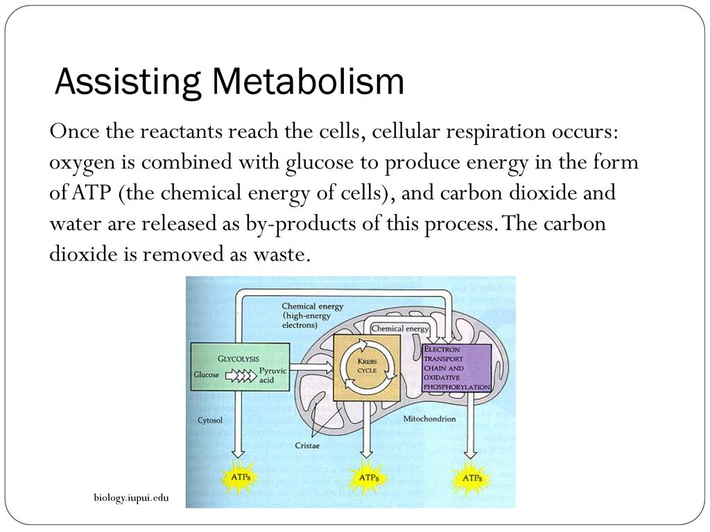 Assisting Metabolism