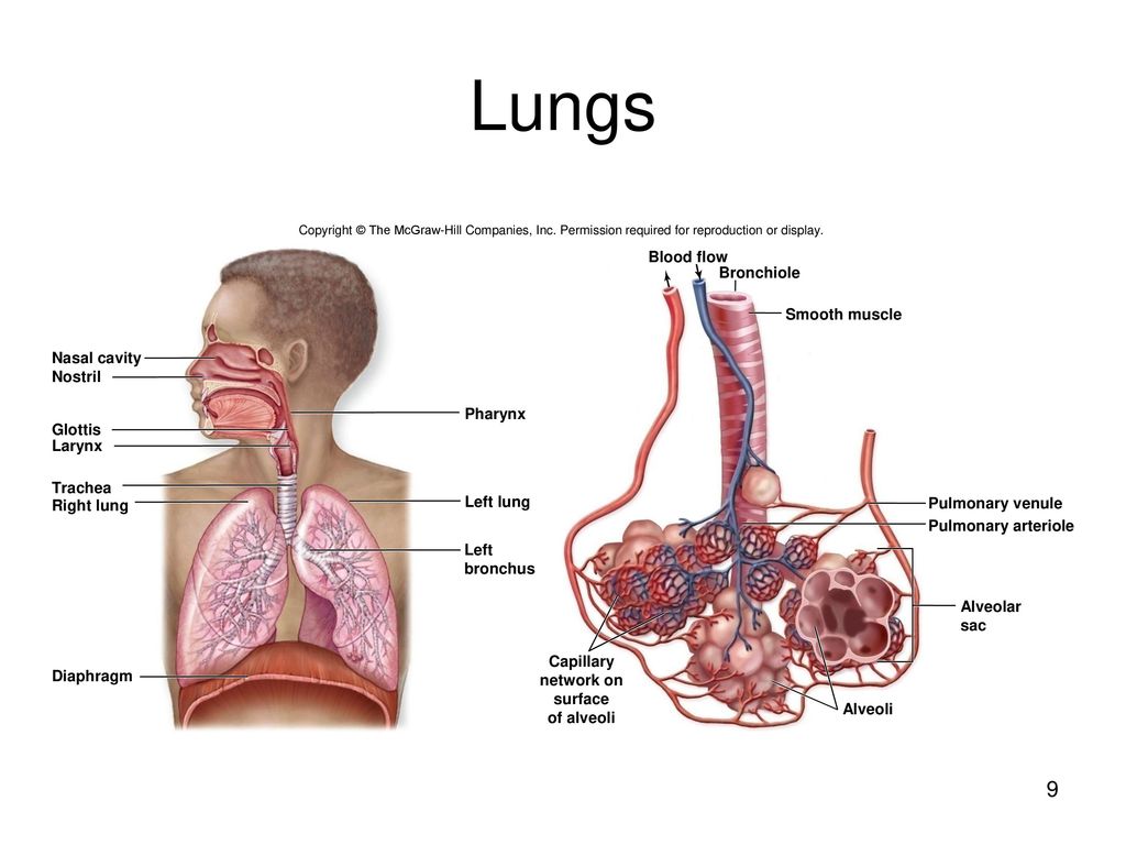 The Respiratory System Ppt Download