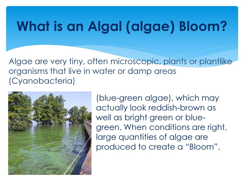 Algal Bloom Awareness. - ppt download