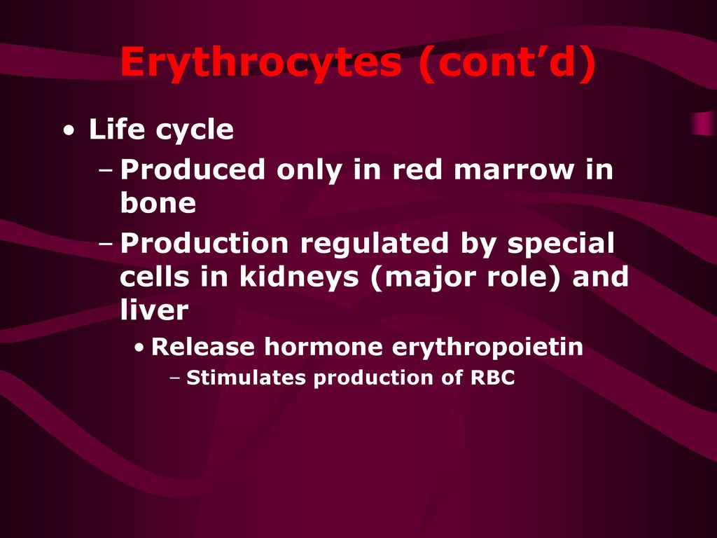 Erythrocytes (cont’d)
