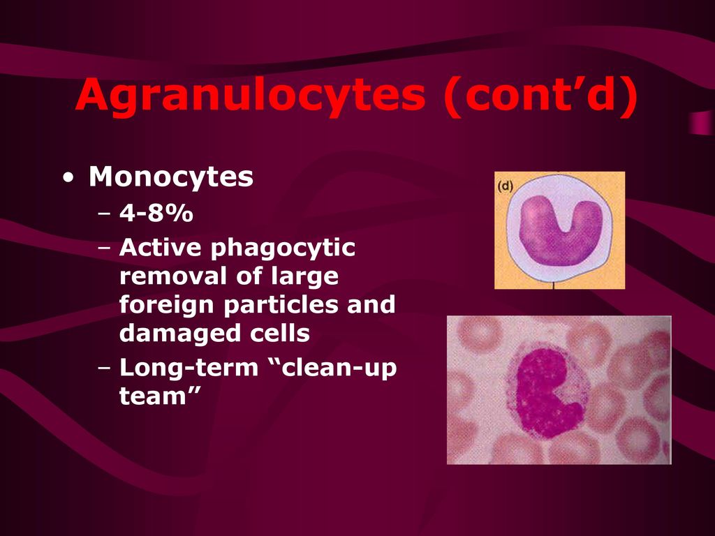 Agranulocytes (cont’d)