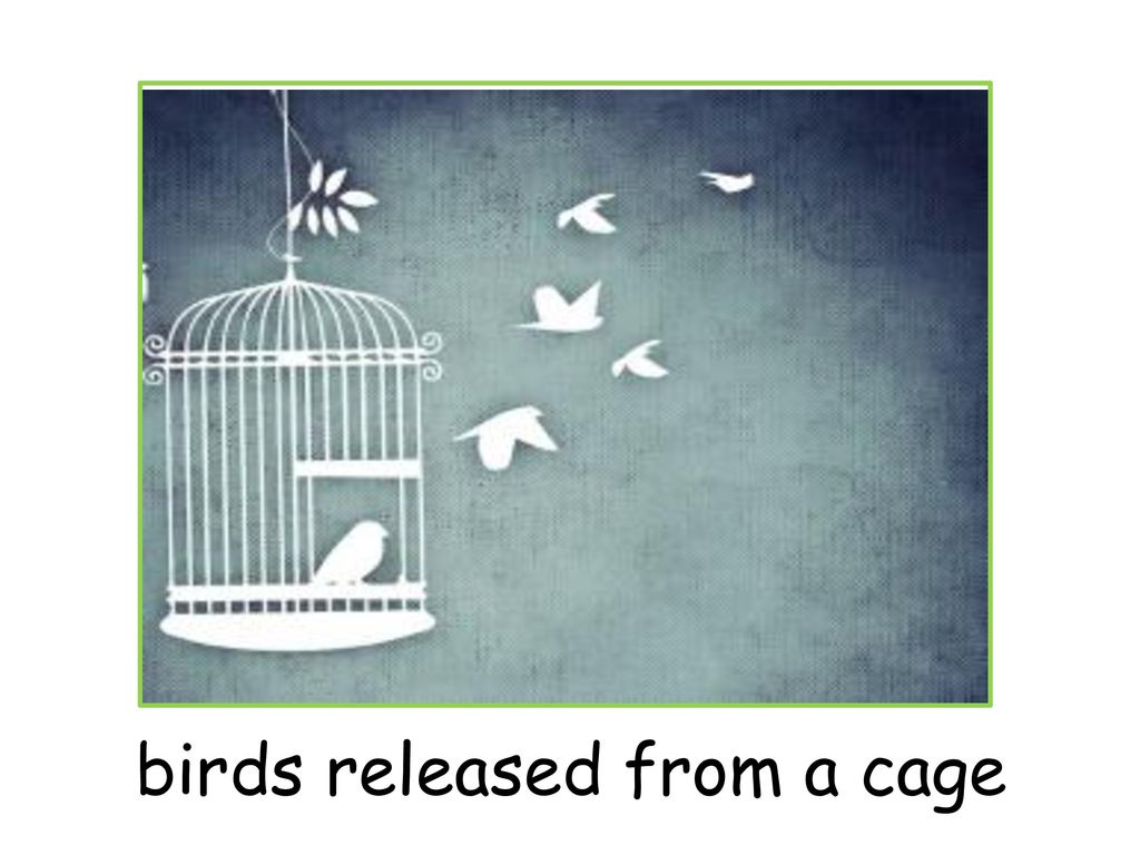 birds released from a cage
