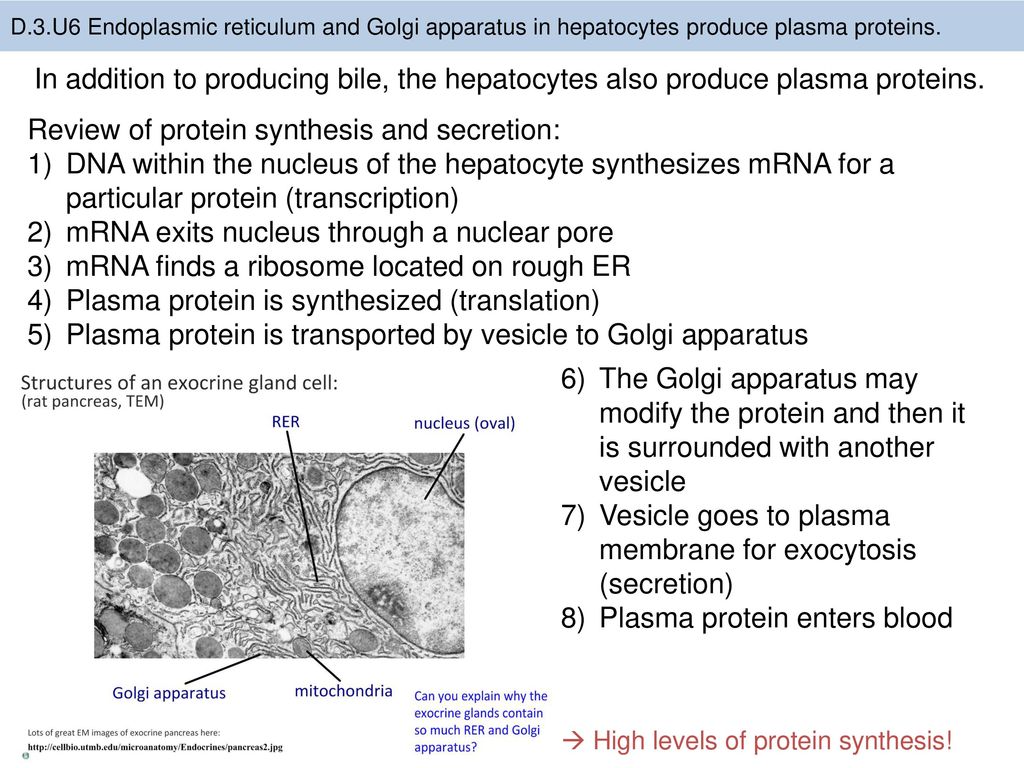 Review of protein synthesis and secretion: