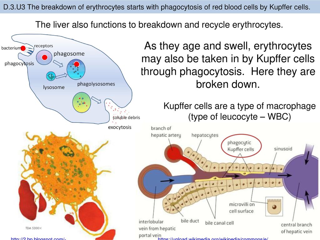 D.3.U3 The breakdown of erythrocytes starts with phagocytosis of red blood cells by Kupffer cells.