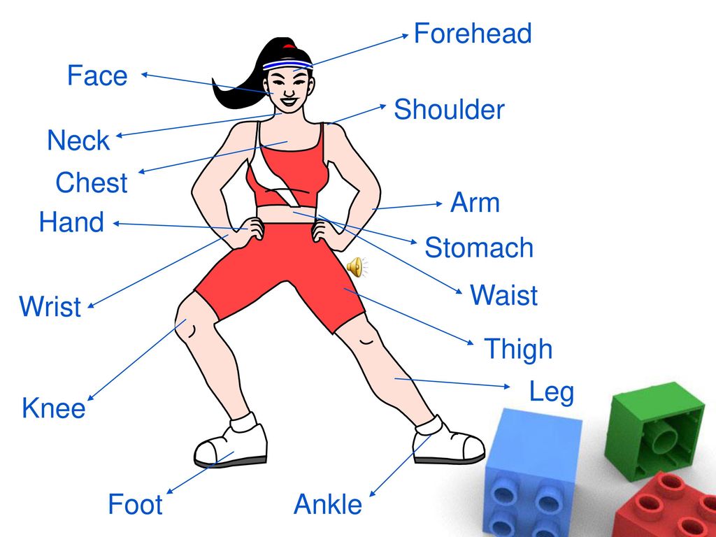 Can use the body. Hip часть тела. Body английский для детей. Bodyparts упражнения. Body Vocabulary in English.