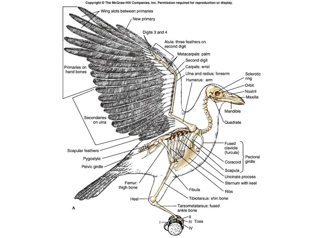 Скелет грудной клетки птицы. Тибиотарзус у птиц. Коракоид у птиц. Скелет птицы коракоид. Коракоид у животных.