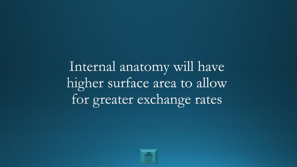Internal anatomy will have higher surface area to allow for greater exchange rates
